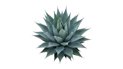 Agave Plant with Spiky Blue Green Leaves on Transparent Background for Botanical and Nature Themes