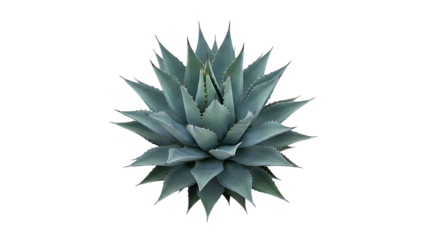 Agave Plant with Spiky Blue Green Leaves on Transparent Background for Botanical and Nature Themes