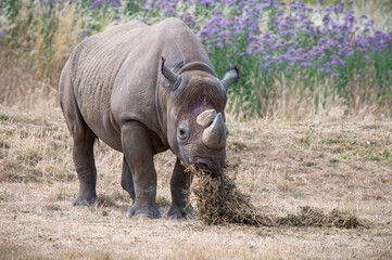 Fototapeta premium Black Rhinoceros in a Field Feeding
