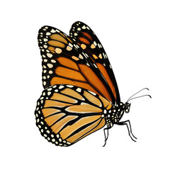 Elegant monarch butterfly with delicate wings, perfect for nature designs, conservation projects, or adding a touch of vibrant beauty to any creative work