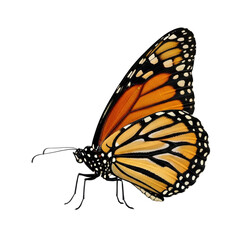 Vibrant monarch butterfly close-up showing detailed wing patterns in orange, yellow, and black, a symbol of transformation and beauty, perfect for nature designs