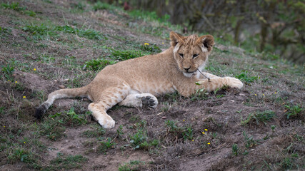 Young Lion Cub Resting on the Ground
