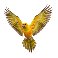 Stunning sun conure soaring through the air, vibrant yellow plumage catching the light, a symbol of freedom and tropical beauty for your creative projects