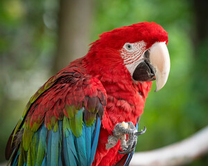 Close up Red and Green Macaw