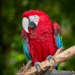 Close up Red and Green Macaw