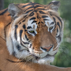 Bengal Tiger Resting Close up