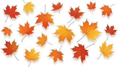 Obraz premium Falling autumn maple leaves isolated on wghit background