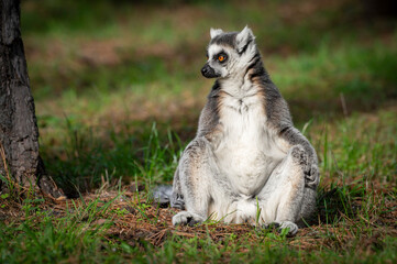 Ring-tailed Lemur Soaking up the Sun