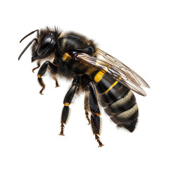 Detailed macro of a vibrant bee displaying intricate patterns and textures, perfect for educational resources, nature documentaries, and conservation campaigns