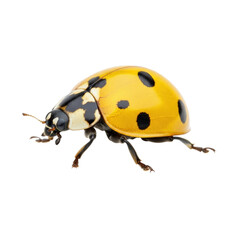 Vibrant ladybug close-up with bright yellow and black markings, perfect for springtime designs and nature-themed projects, detailed insect photography
