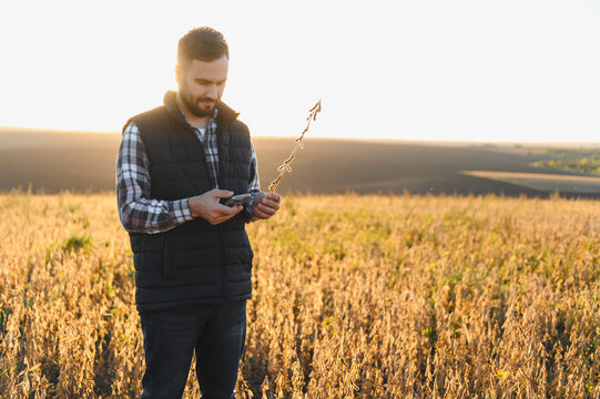 Farmer examining soybean crop using smartphone at sunset