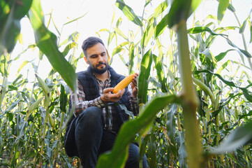 Farmer inspecting corn crop in agricultural field