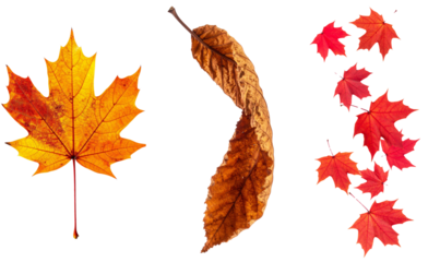 Autumn season leaves collection with vibrant red and golden maple foliage and dry brown leaf on transparent background