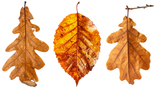 Autumn brown and orange dry leaves falling from trees, creating seasonal fall palette of diverse foliage on transparent background