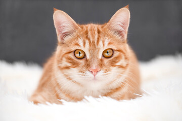 A cute red cat is lying on a light blanket
