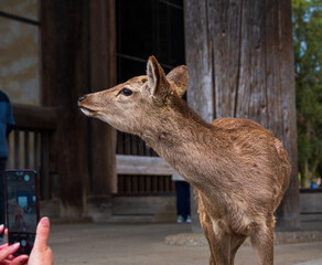 Deer Park, Nara, Japan, South East Asia