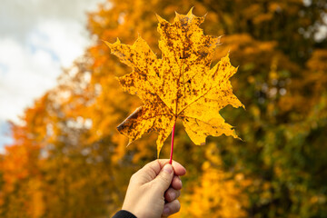 Hand Holding Bright Yellow Autumn Maple Leaf Against Blurred Background of Fall Trees in Warm Sunlight