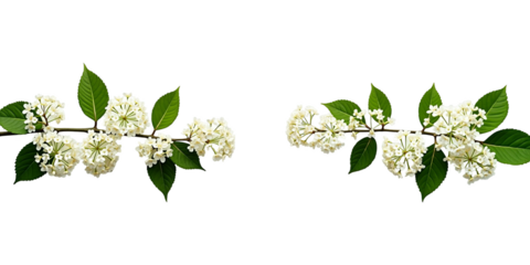 White viburnum flower branches with lush green leaves isolated on a transparent background. Horizontal spring blossom border