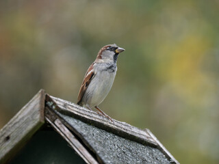 Haussperling, Passer domesticus