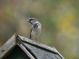 Haussperling, Passer domesticus