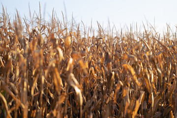 herbstliches Maisfeld