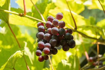 Grapes ripening on the vine under the bright sun in a warm summer garden