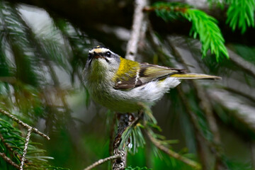 Common firecrest // Sommergoldhähnchen (Regulus ignicapilla / Regulus ignicapillus)