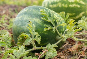 Ripe watermelons growing in a sunny field during the harvest season of summer