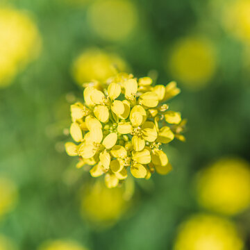 Bunias orientalis, commonly known as Turkish arugula, is a biennial or perennial plant of the Brassicaceae family. Native to eastern Europe and western Asia, it has become naturalized
