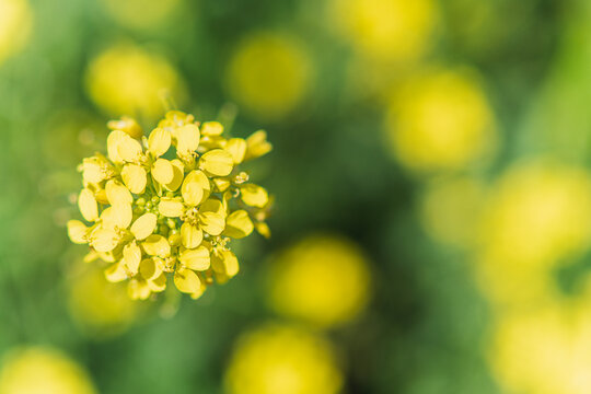 Bunias orientalis, beautiful plant with small yellow flowers. A beautiful bokeh with the mix of yellow and green colors, with the yellow flowers on one side leaving space to write. Copy Space