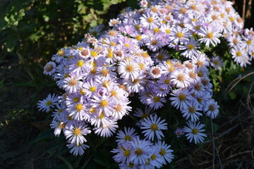 Low-growing September, Asters, New York Aster, Symphyotrichum Novi-Belgii bushes with tiny dewdrops and small green leaves illuminated by the morning sun.