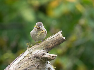 Haussperling, Passer domesticus