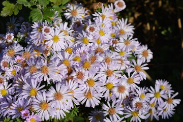 Low-growing September, Asters, New York Aster, Symphyotrichum Novi-Belgii bushes with tiny dewdrops and small green leaves illuminated by the morning sun.