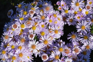 Low-growing September, Asters, New York Aster, Symphyotrichum Novi-Belgii bushes with tiny dewdrops and small green leaves illuminated by the morning sun.