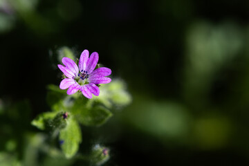 Fototapeta premium Tiny pink flower. It is a flower of a wild plant that can be found in any field during the walk. Copy space