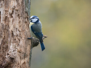 Blaumeise, Cyanistes caeruleus
