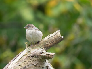 Haussperling, Passer domesticus