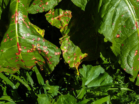 Plum pox virus. Large, very green leaves with spots.