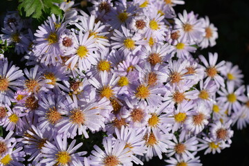 Low-growing September, Asters, New York Aster, Symphyotrichum Novi-Belgii bushes with tiny dewdrops and small green leaves illuminated by the morning sun.