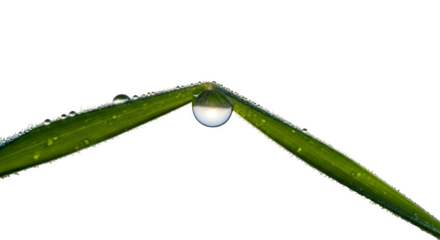 Water droplet hanging from the tip of a blade of grass isolated on transparent background