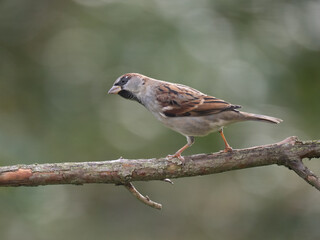 Haussperling, Passer domesticus