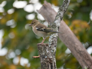 Buchfink, Fringilla coelebs