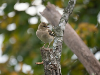 Buchfink, Fringilla coelebs