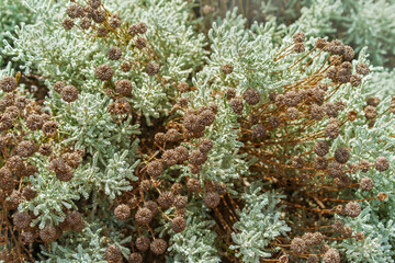 Santolina chamaecyparissus, known as cotton lavender or lavender-cotton