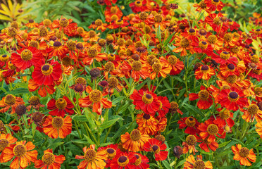 Beautiful bright helenium flowers as a background in the garden.
