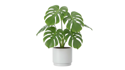 Green Monstera Plant in White Pot on Transparent Background