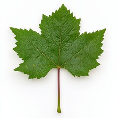 Vibrant Green Five Lobed Leaf with Red Stem on White Background