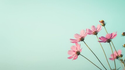 Pink cosmos flowers against a pastel blue background with copy space - Powered by Adobe