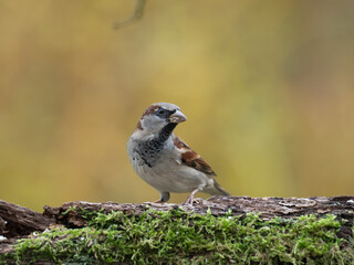 Haussperling, Passer domesticus, Spatz, Sperling