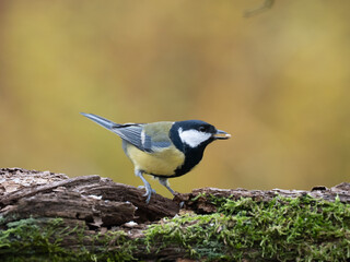 Kohlmeise, Parus major